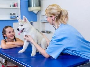 深圳市寶安民治寵物120急救中心 低價專業服務，守護寵物健康