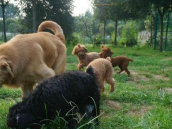 成都哆咭屋寵物寄養 看得見的安心，專業寵物服務新選擇