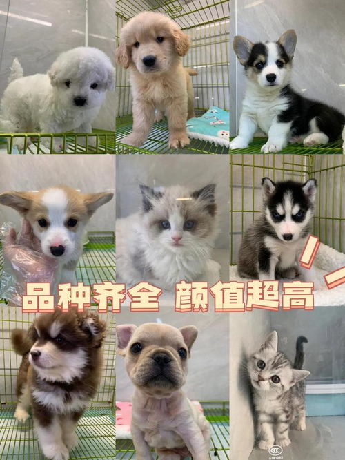 南寧寵物市場指南 實體店挑選與專業售后一站式服務