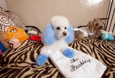 國慶帶狗狗出游全攻略 帶上心愛的它，來一場說走就走的旅行