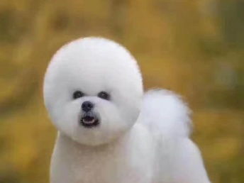 寵物家生活會館 北京寵物服務，專業呵護您的寵物寶貝