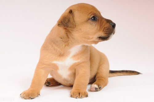 養寵新手指南 如何選擇寵物、注意事項與寵物服務